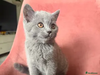 British Shorthair cats 5 BEAUTIFUL BRITISH SHORTHAIR 💕 - Advert 18