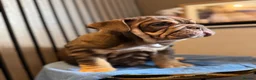 English Bulldog dogs for sale: English Bulldog Female  - Advert 8