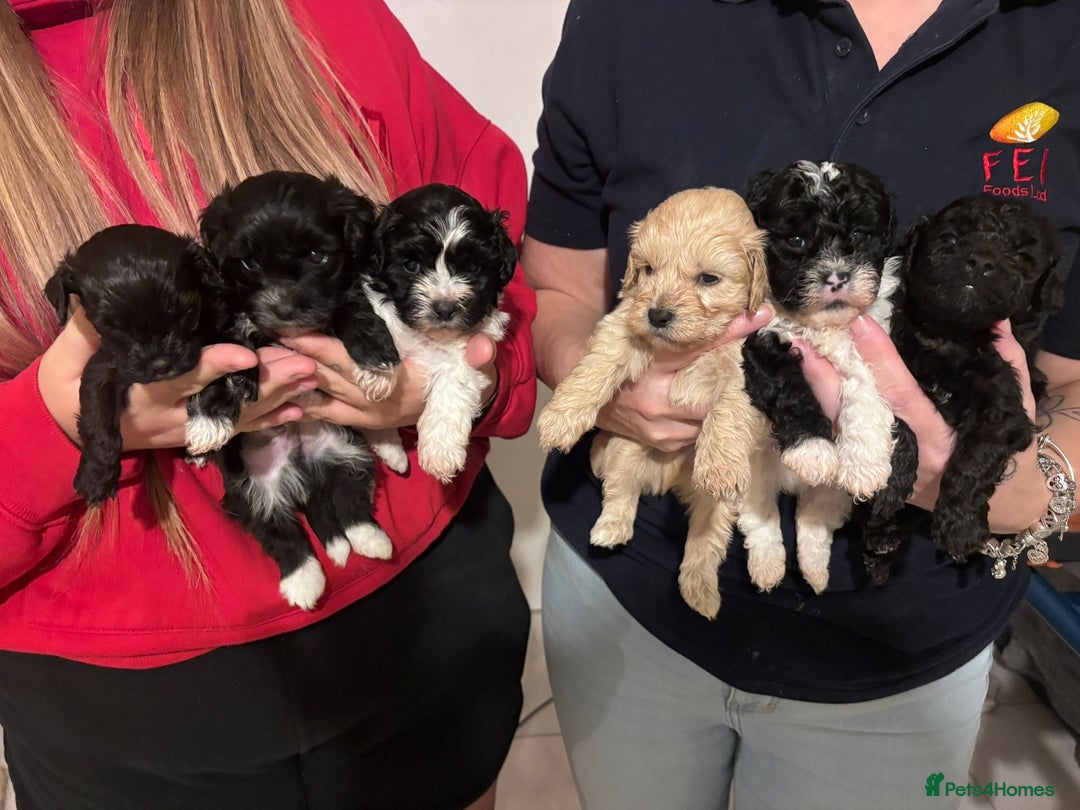 Poochon dogs for sale: poochon Pupoies  - Advert 7