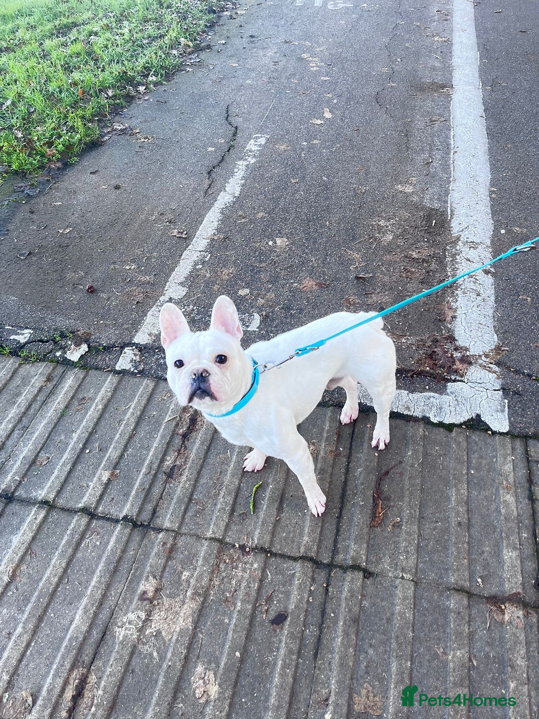 French Bulldog dogs for sale: 2years old French bulldog  - Advert 3