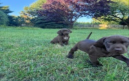 German Shorthaired Pointer dogs for sale: Mrs Dorota Sadowska - Image 6