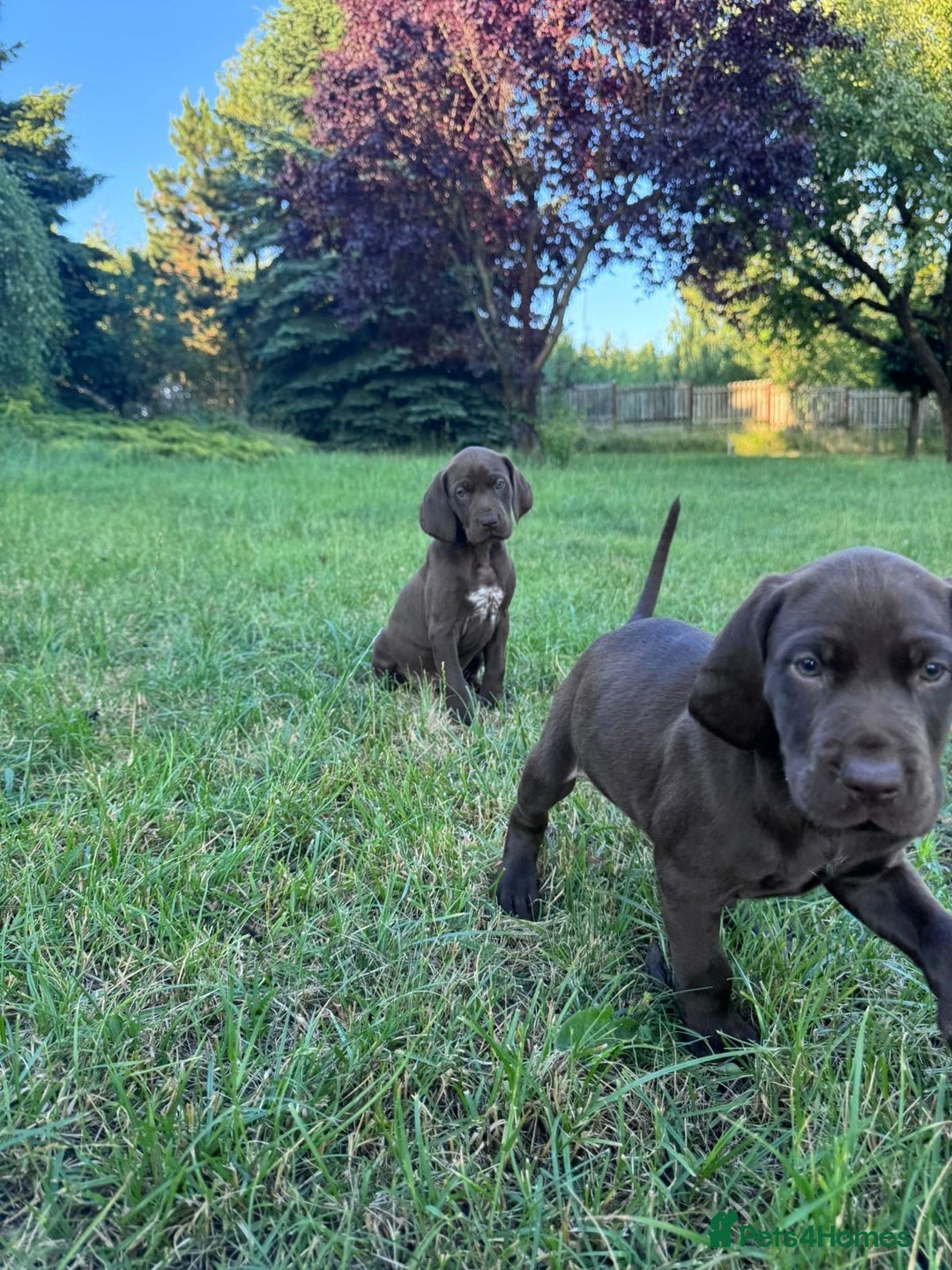 German Shorthaired Pointer dogs for sale: Mrs Dorota Sadowska - Image 6