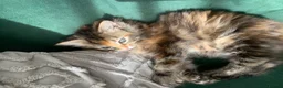 Mixed Breed cats for sale: longhaired female kittens (half Ragdoll mother)  - Advert 16
