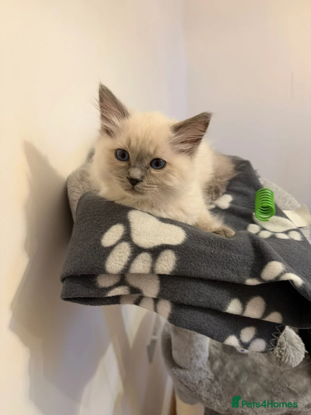 Ragdoll cats for sale: Two beautiful Ragdoll kittens  - Advert 3