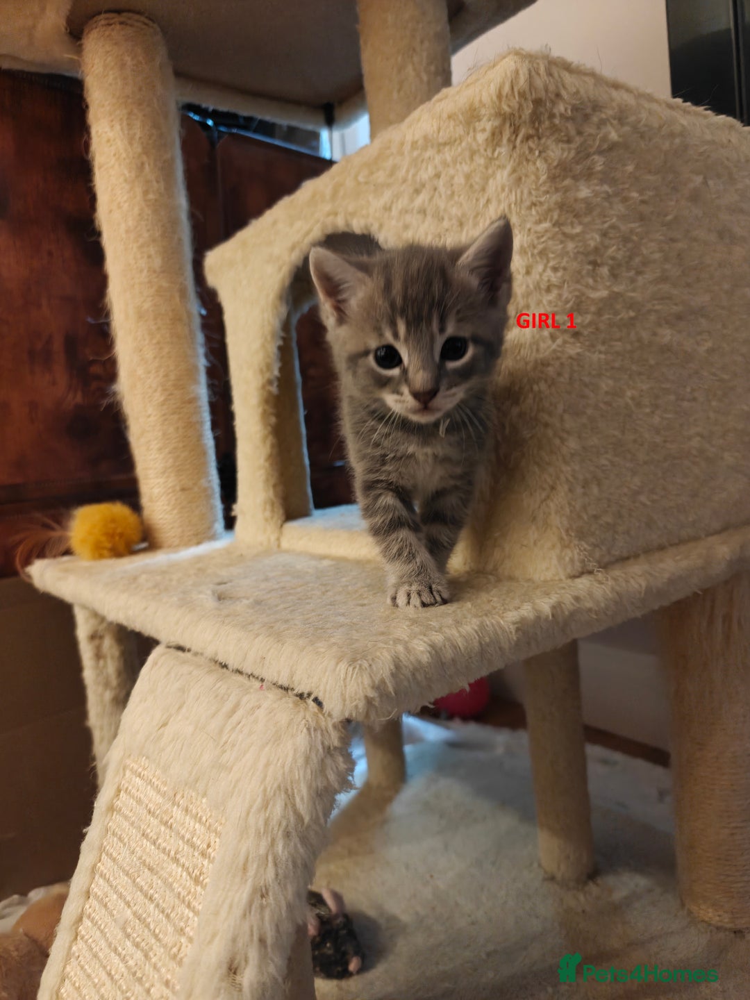 Scottish Fold cats for sale: Gorgeous Scottish Fold Cross Kittens–Family Raised - Image 9