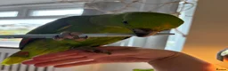 Parrots birds for sale: Fully tamed yellow naped Amazon parrot  - Advert 3