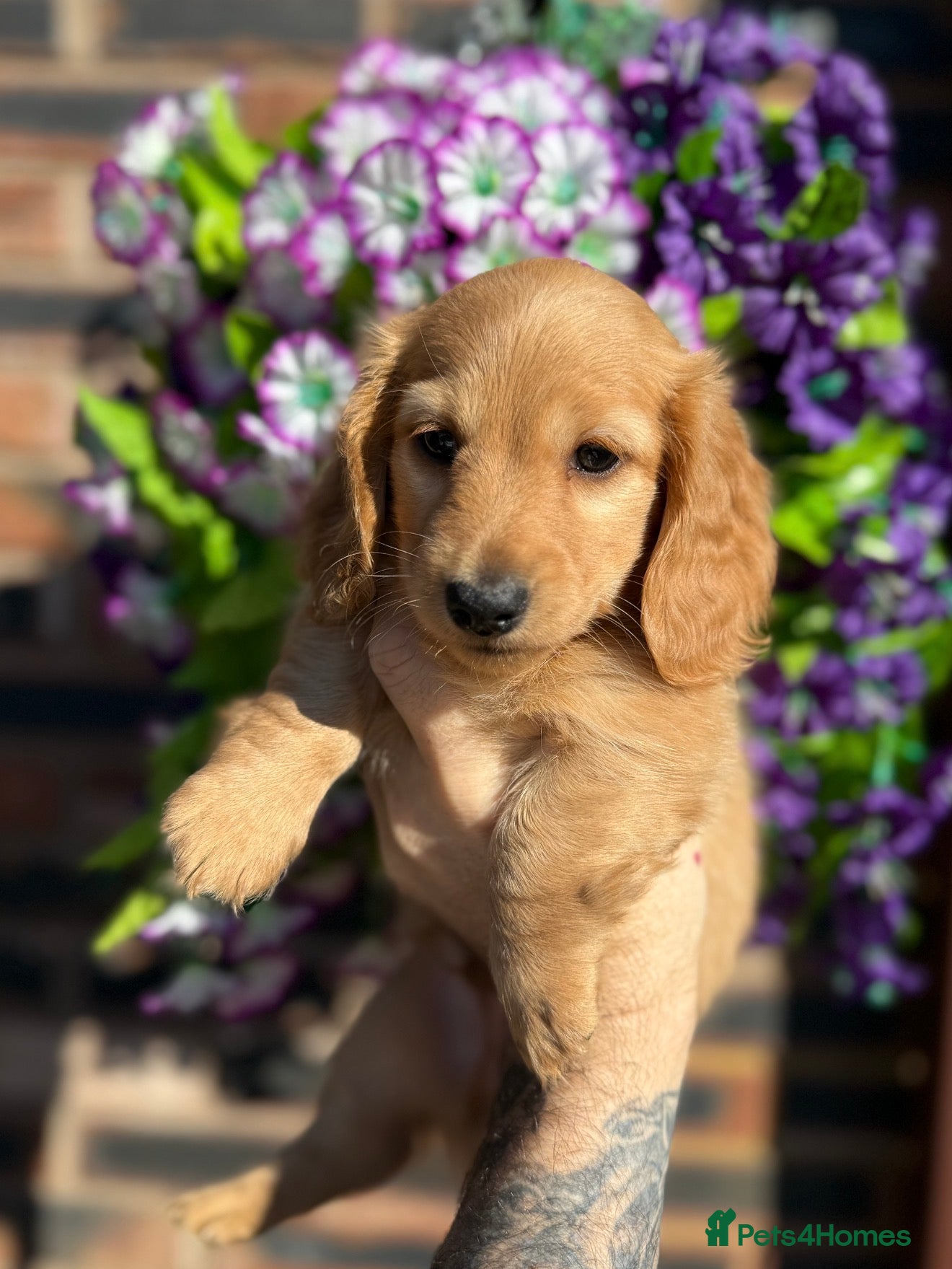 Miniature Dachshund dogs 🧡💛Stunning Longhaired Dachshund Puppies💛🧡 - Advert 5
