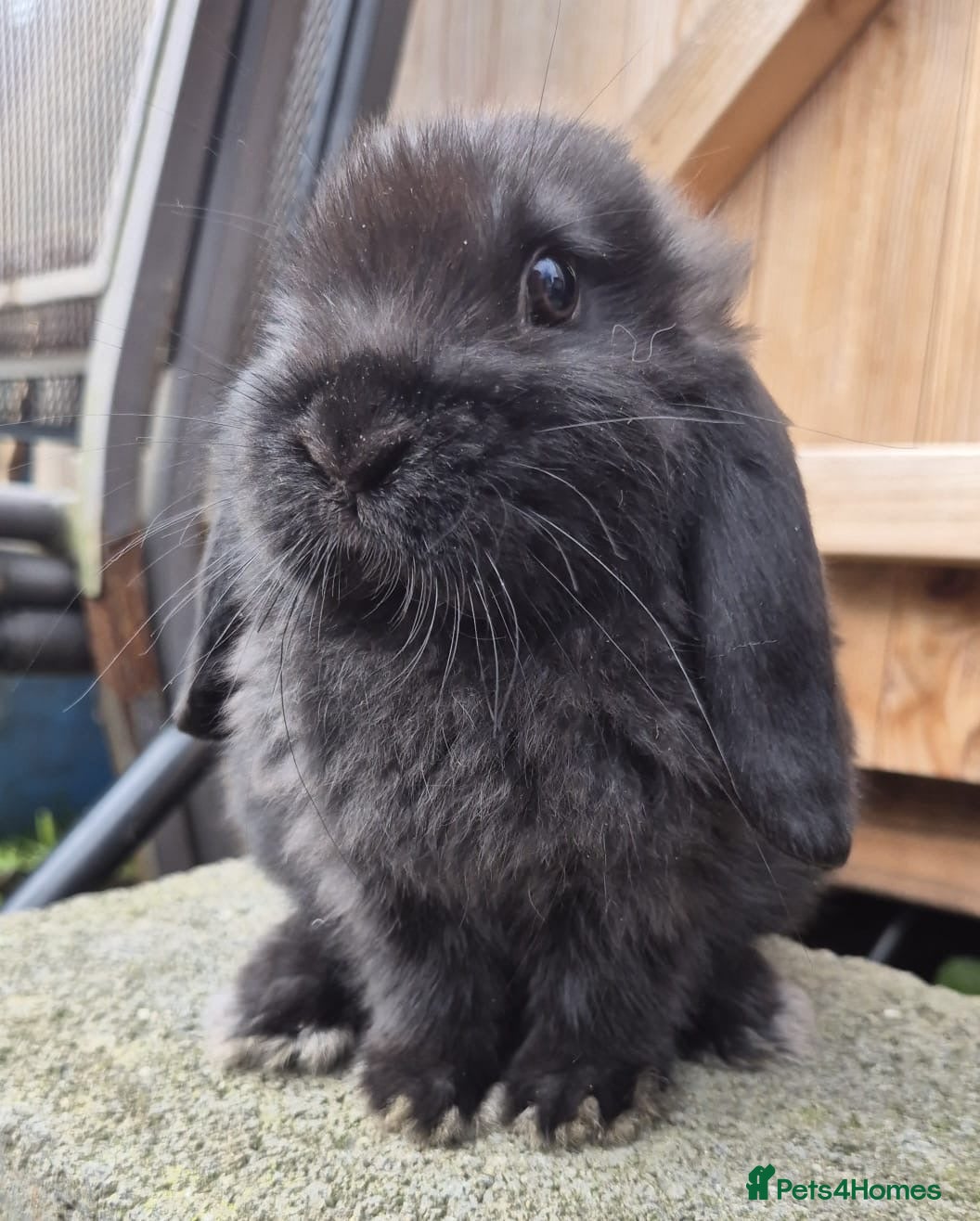 Mini Lop rabbits Mini lops ready - Advert 1