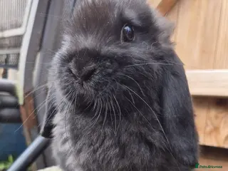Mini Lop rabbits Mini lops ready - Advert 1