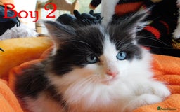 Maine Coon cats for sale: FABULOUS FLUFFY PEDIGREE MAINE COON KITTENS - Image 26