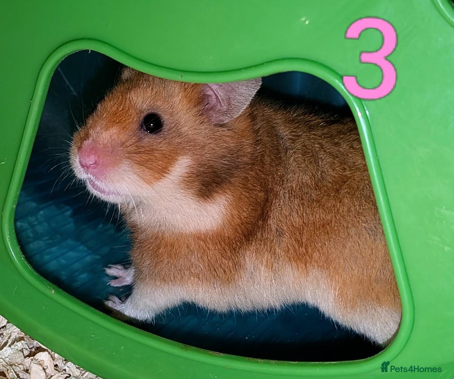 Hamster rodents Young Syrian Hamsters - Advert 7