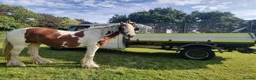 Irish Cob horses for sale: Foxy ride and drive cobs  in Norwich - Advert 13