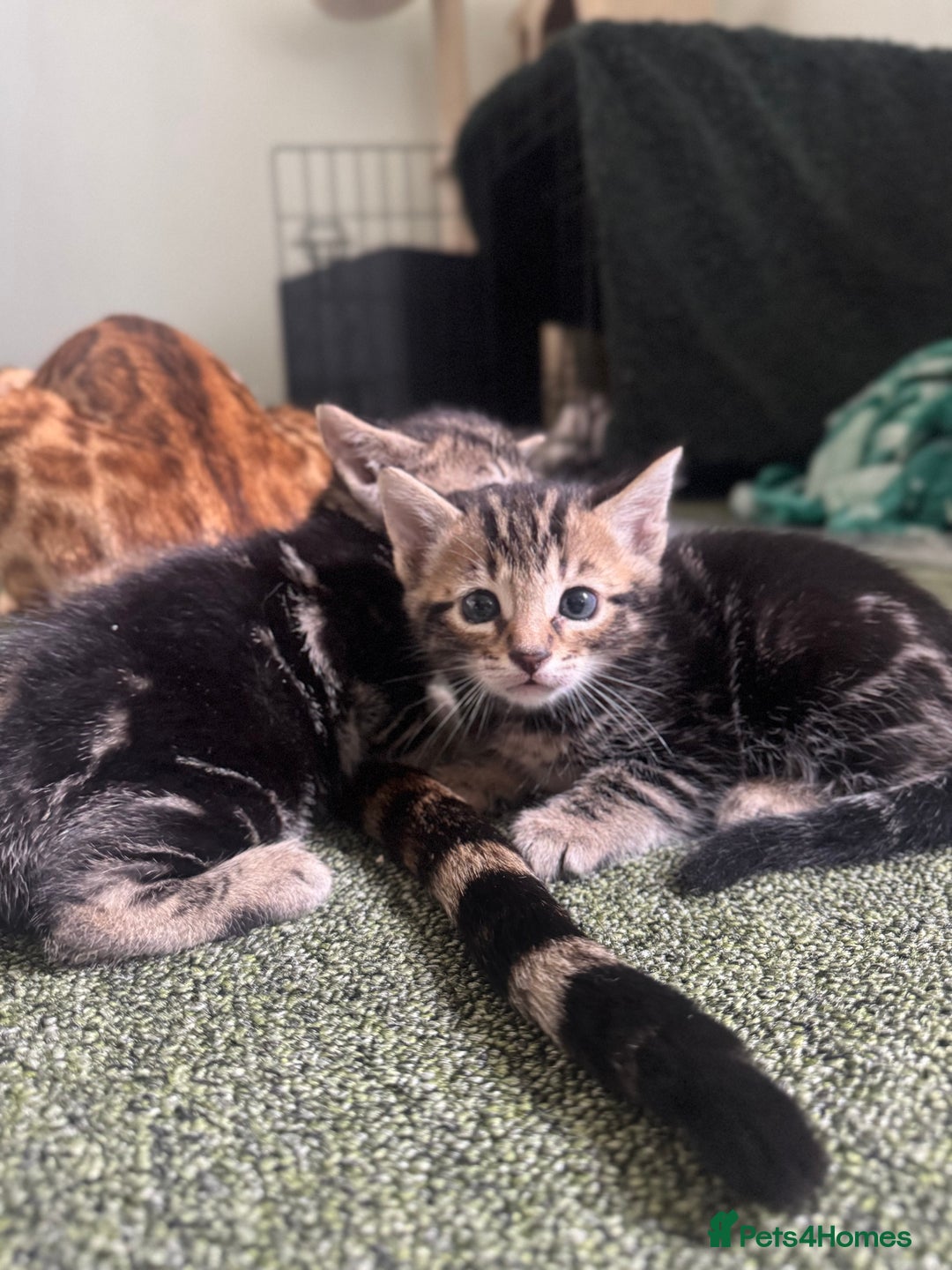 Bengal cats for sale: X Bengal Kittens x5 available   - Image 2