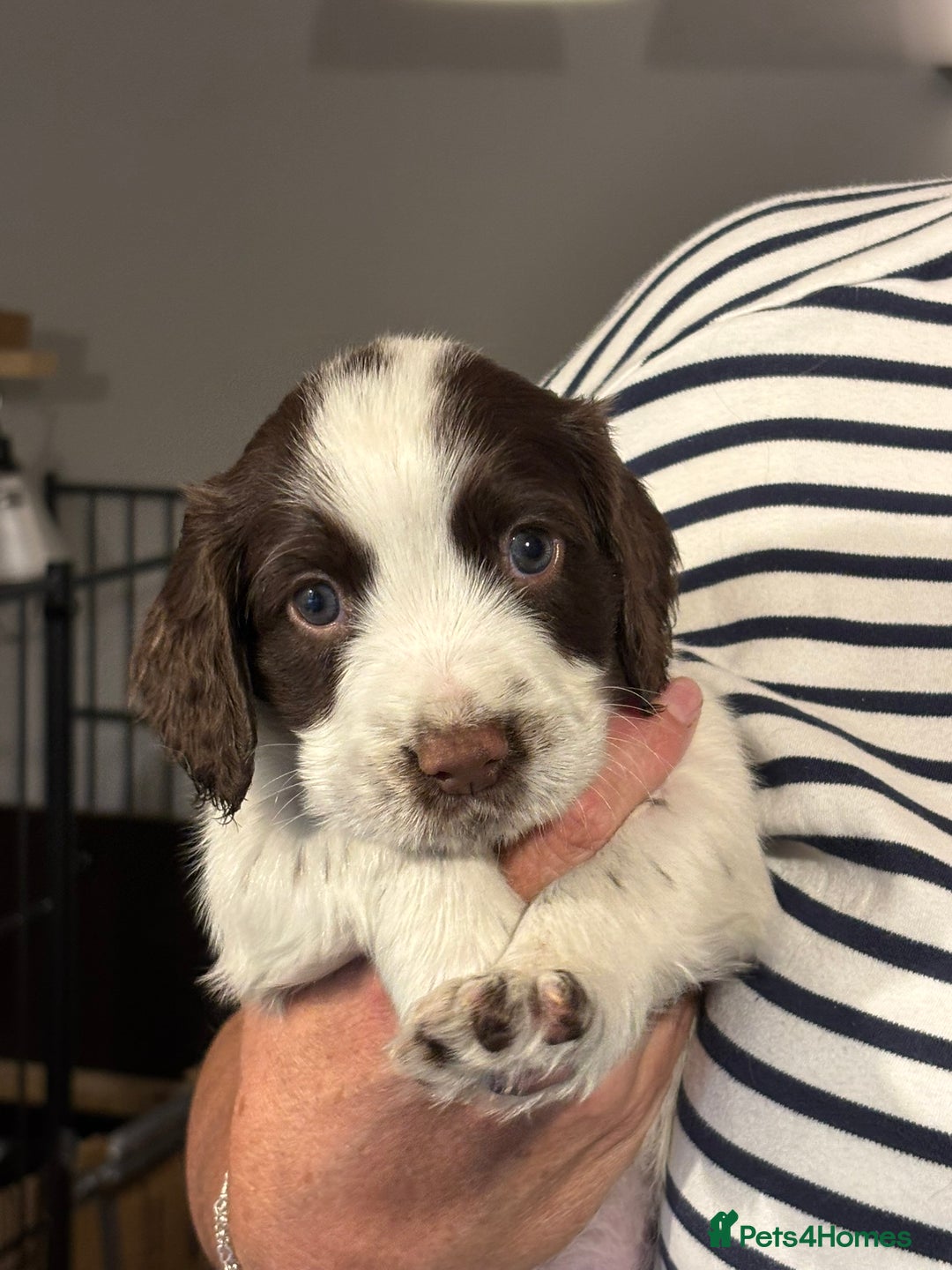 Sprocker dogs for sale: Sprocker puppies in Betchworth - Image 1