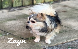 Chihuahua dogs for sale: Long coat girl and boy available  - Image 8