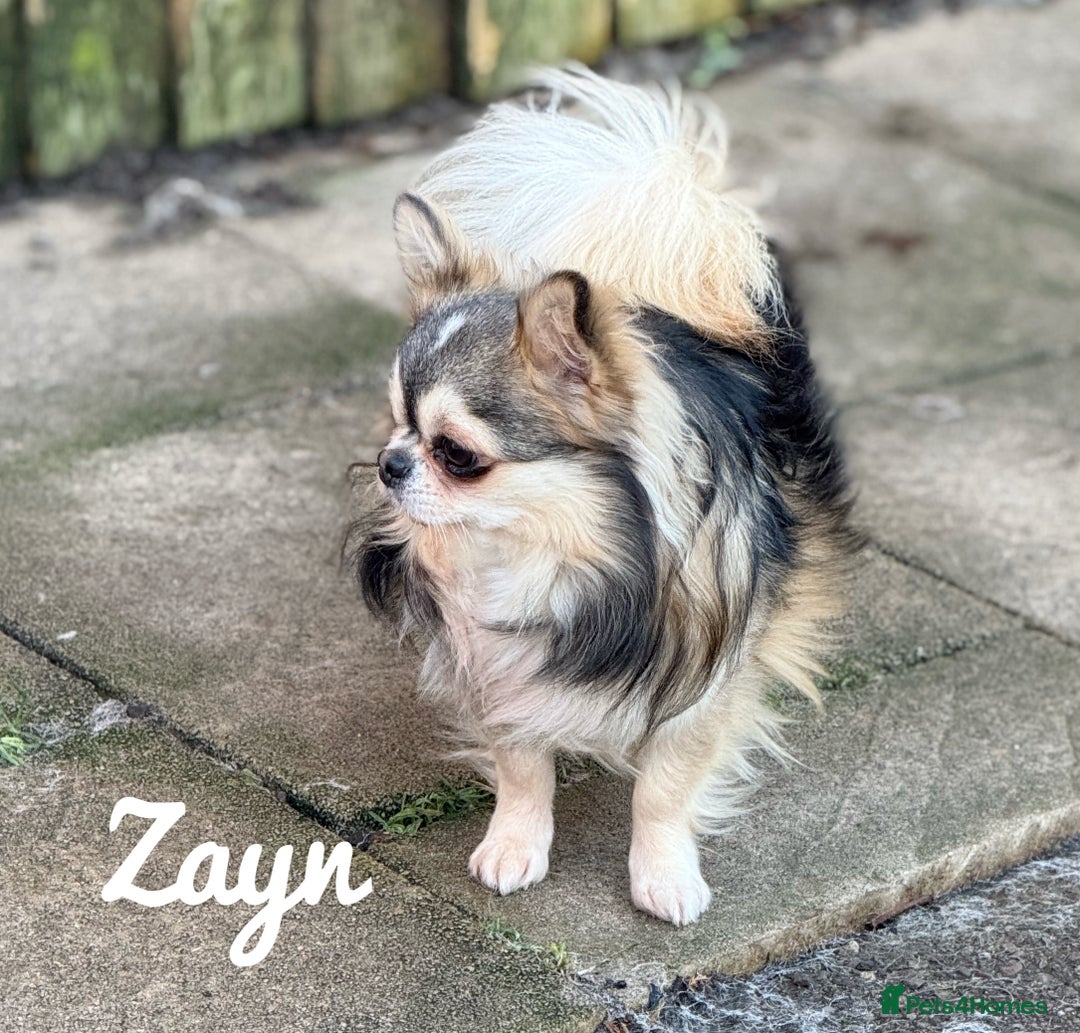 Chihuahua dogs for sale: Long coat girl and boy available  - Image 8