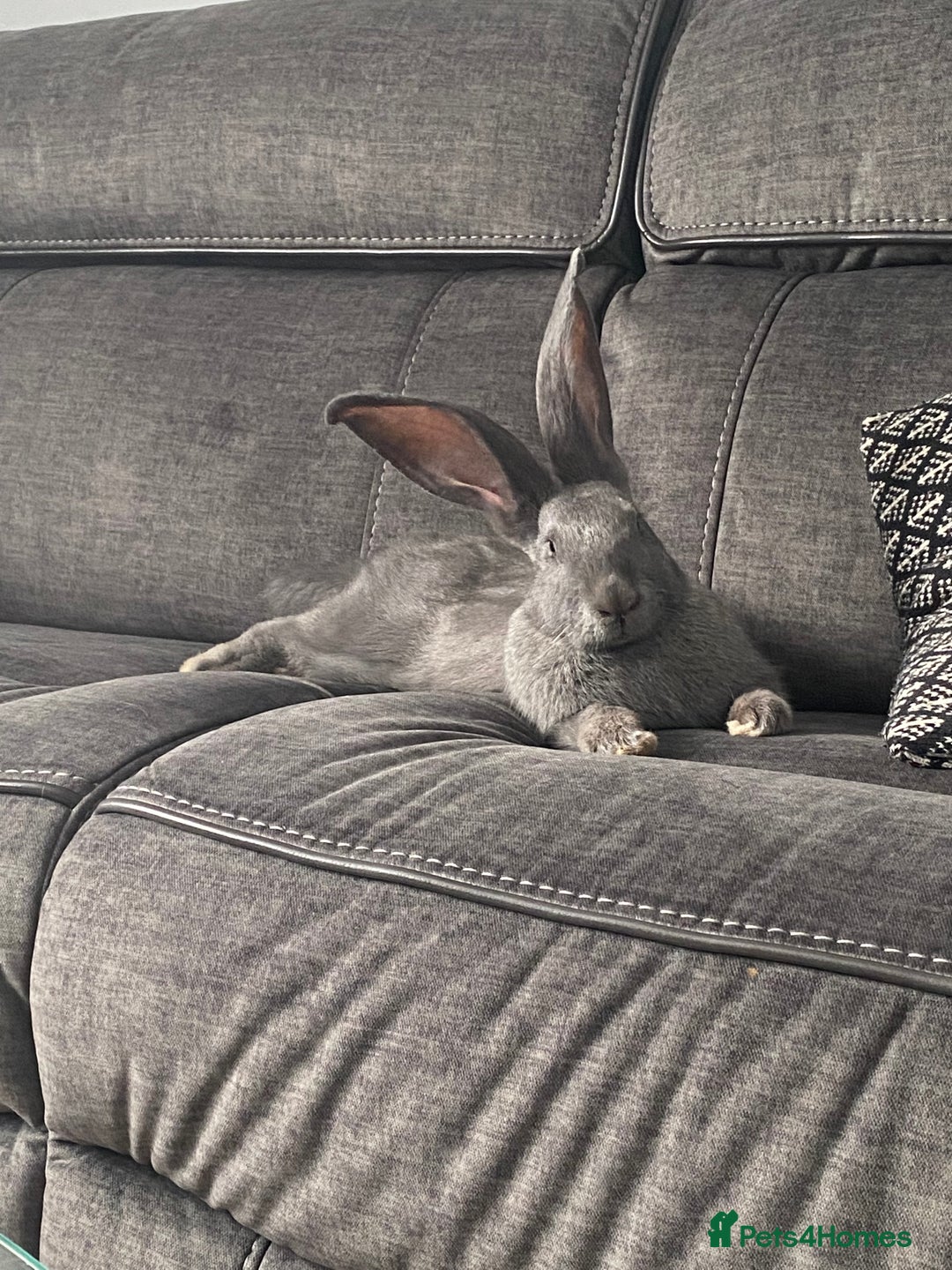 Continental Giant rabbits for sale: 3 year old steel blue continental giant - Advert 6