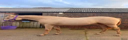 Connemara horses for sale: Zinnia-Champagne QH x Connemara Filly - Advert 1