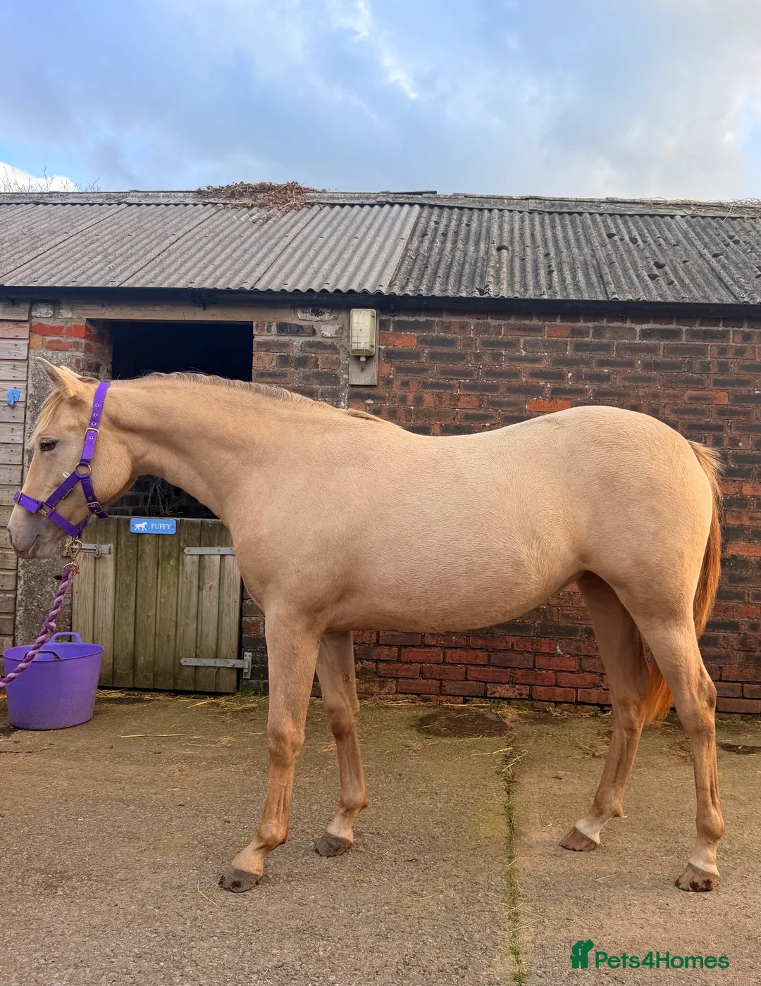 Connemara horses for sale: Zinnia-Champagne QH x Connemara Filly - Advert 1