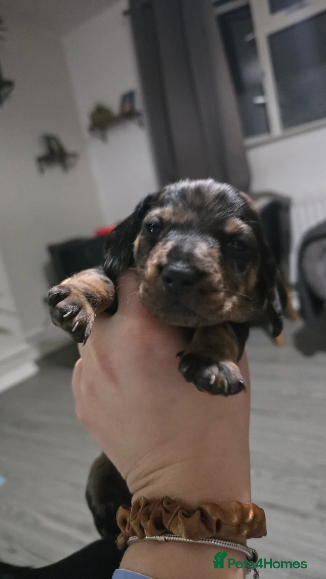 Dachshund dogs for sale: 4 beautiful dachshund puppies  - Advert 5