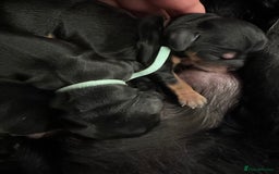 Cocker Spaniel dogs for sale: Exquisite KC Health Tested Cocker Spaniels  - Image 1