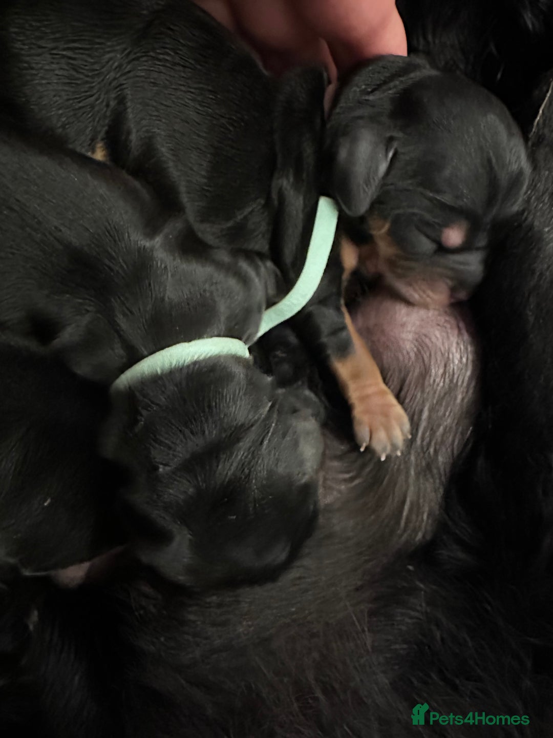 Cocker Spaniel dogs for sale: Exquisite KC Health Tested Cocker Spaniels  - Image 1