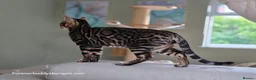 Bengal cats for sale: Gorgeous Health Tested Bengal Kittens  - Advert 9