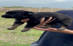 German Shepherd dogs for sale: CZECH DDR WEST GERMAN OLD BLOODLINE KC - Image 15