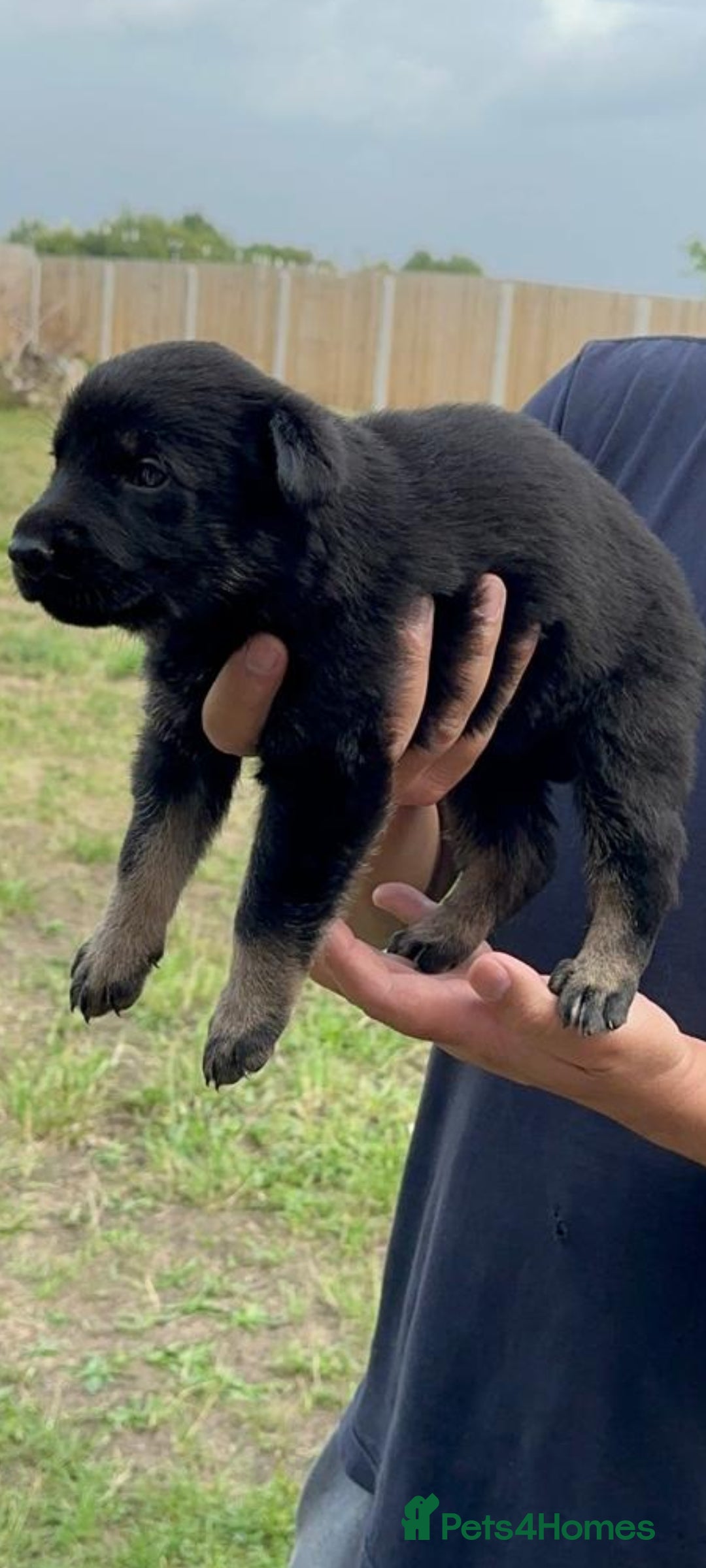 German Shepherd dogs for sale: CZECH DDR WEST GERMAN OLD BLOODLINE KC - Image 15