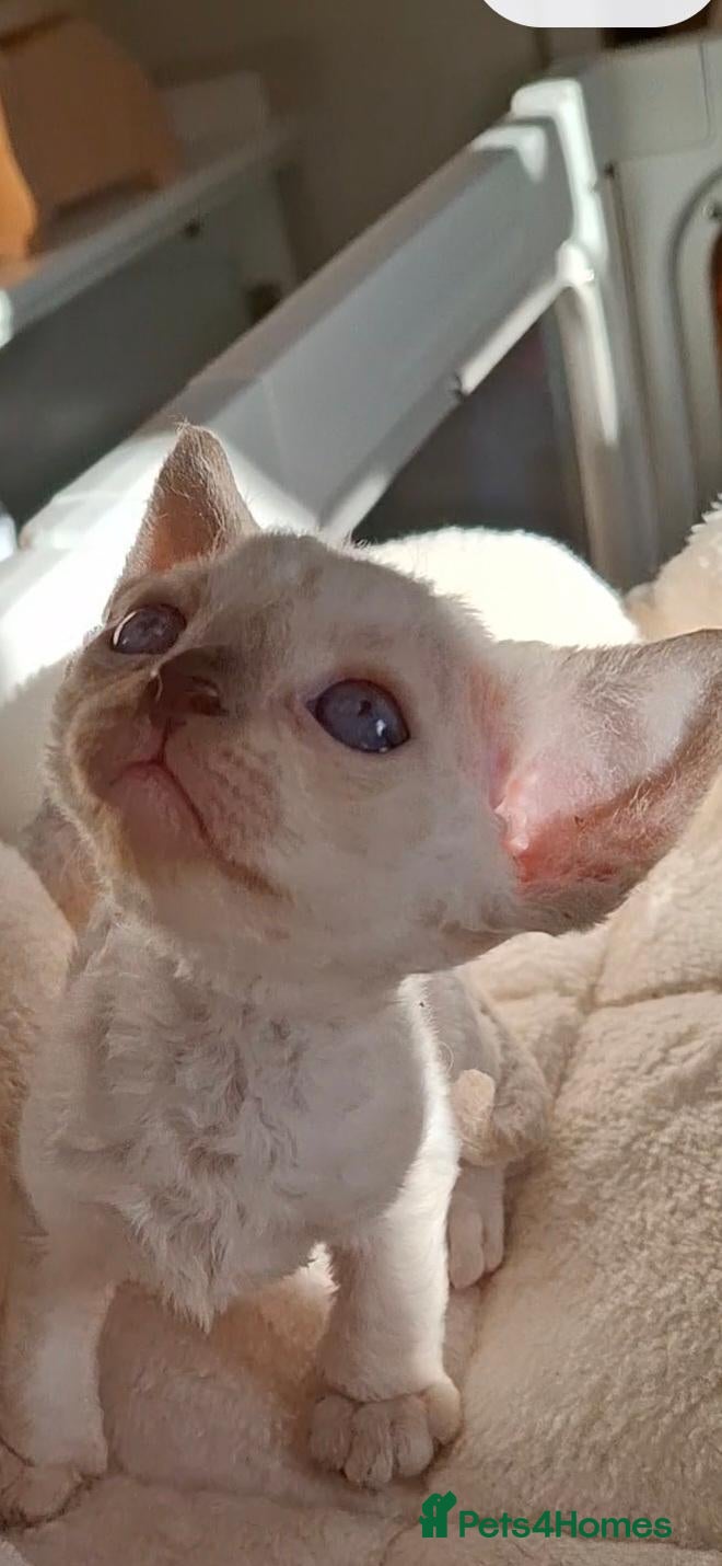 Devon Rex cats Devon rex kittens FIFE registered/spayed - Advert 2