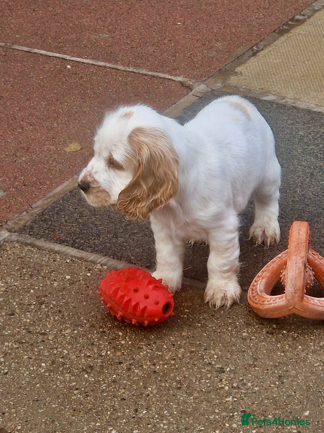 Cocker Spaniel dogs for sale: KC Registered Show Cocker Puppies  - Advert 15