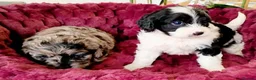 Boxer dogs for sale: Healthy & Playful Boxer Puppies Available Now - Advert 15