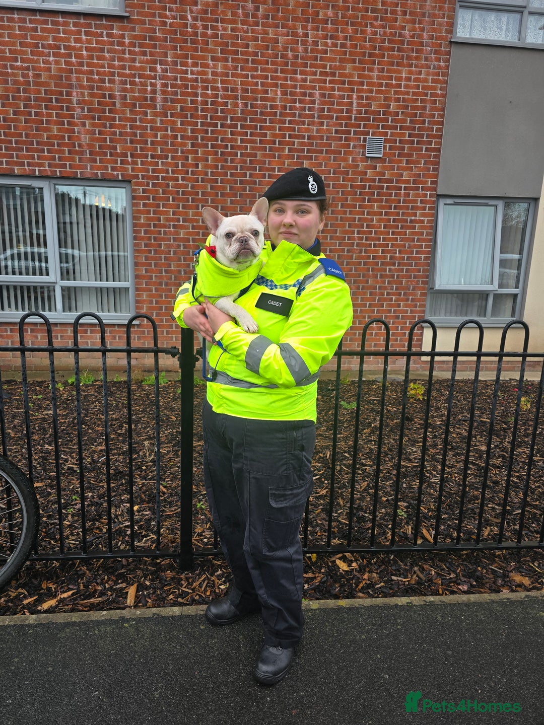 French Bulldog dogs for sale: Mylo-French Bulldog-8 months - Advert 9