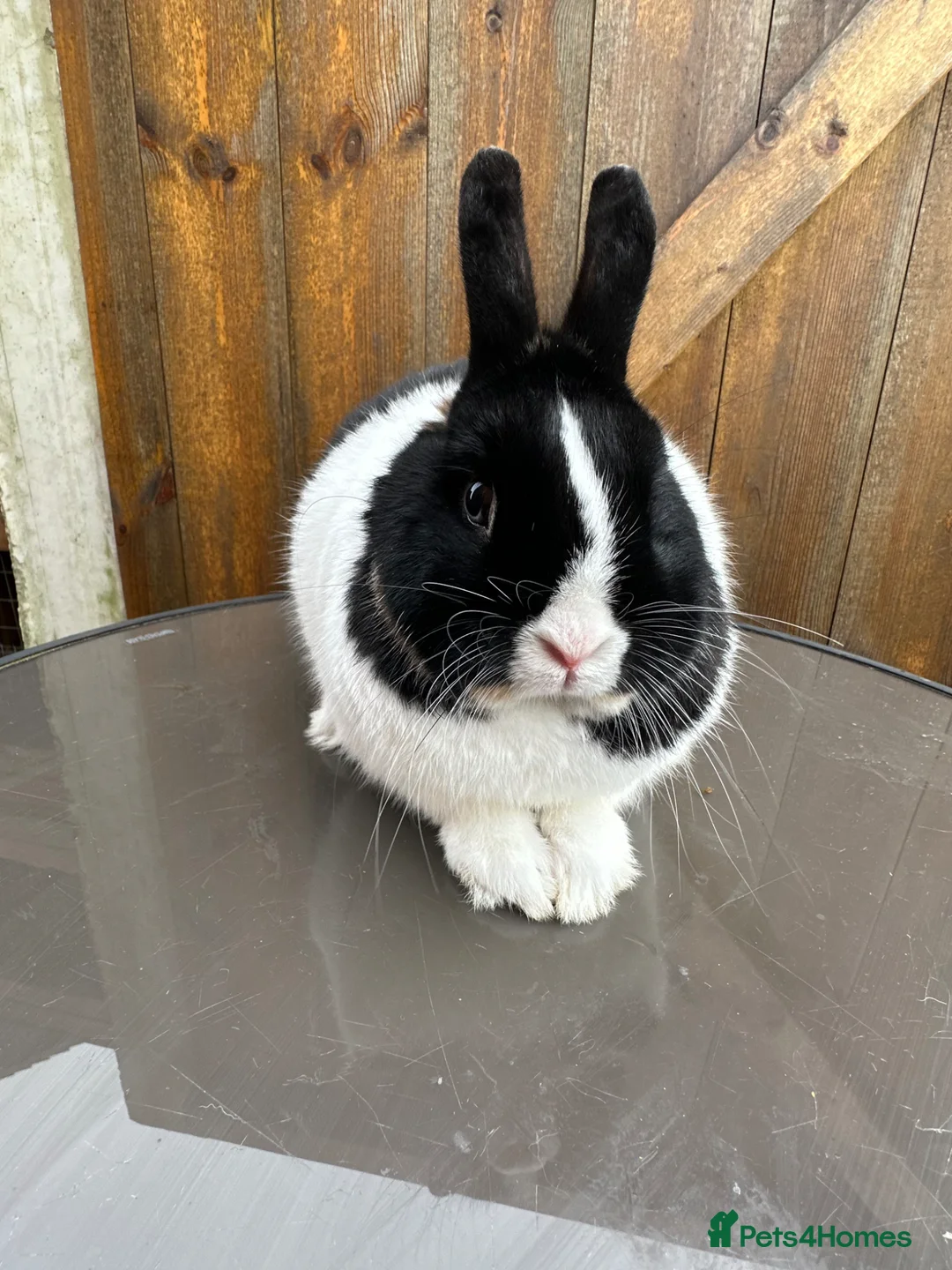 Netherland Dwarf rabbits for sale: Netherland Dwarfs For Sale - Advert 2