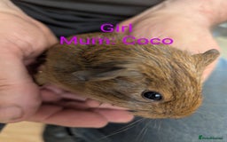 Guinea Pig rodents for sale: Stunning baby guinea pigs! Lunkarya/Abyssinian/sh  - Image 14