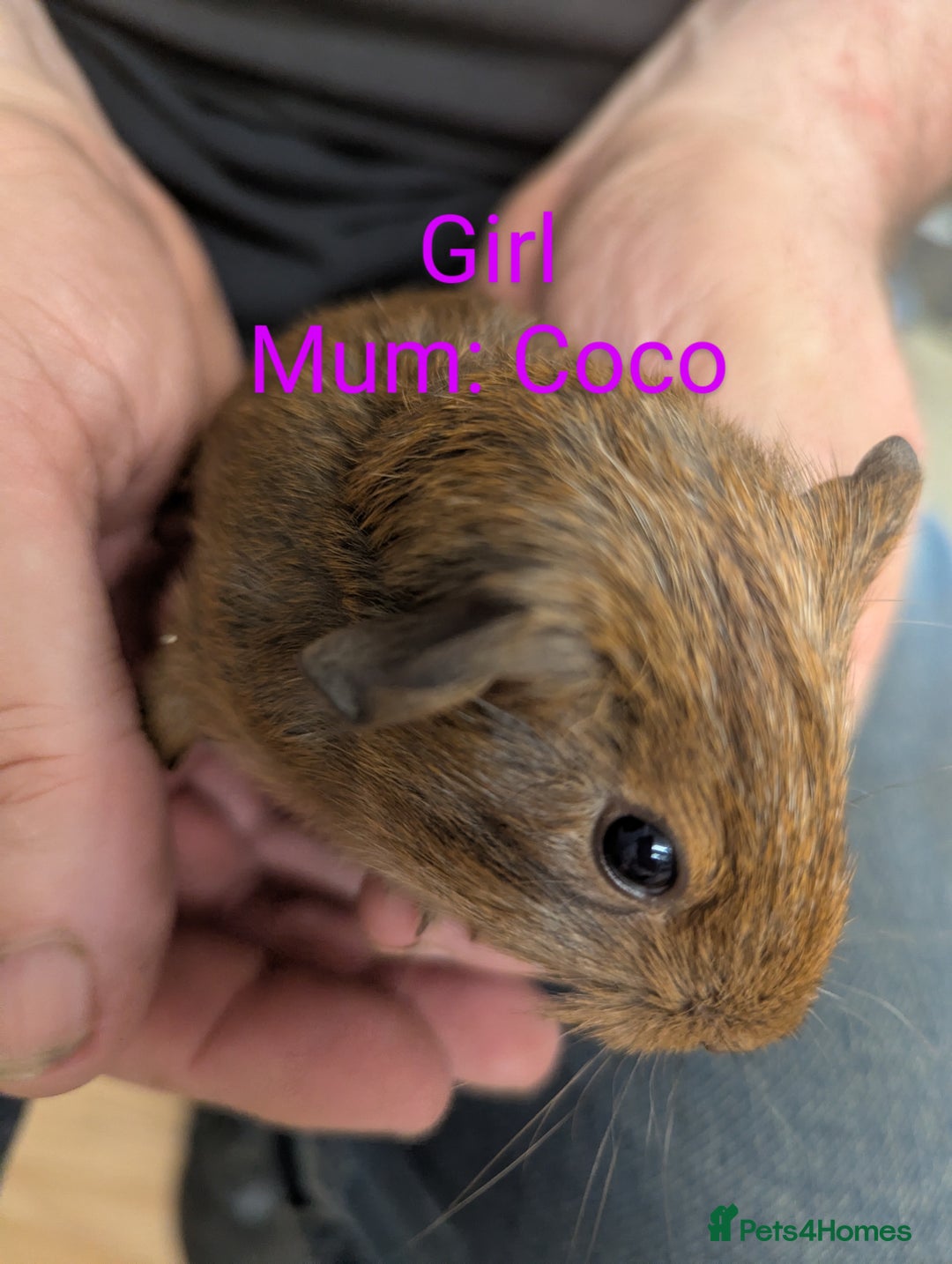 Guinea Pig rodents for sale: Stunning baby guinea pigs! Lunkarya/Abyssinian/sh  - Image 14