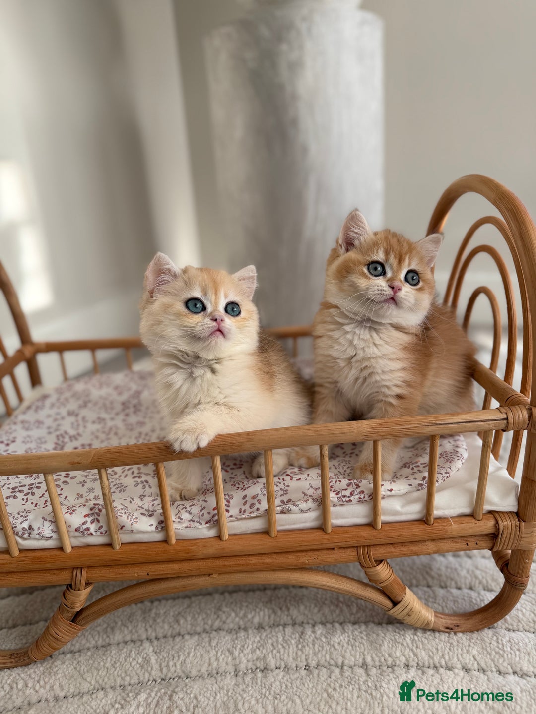 British Shorthair cats for sale: Golden British shorthair kittens - Advert 7
