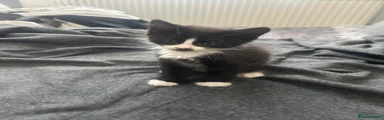 Tuxedo 2