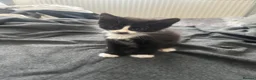 Mixed Breed cats for sale: Kittens ready to leave next week - Advert 15