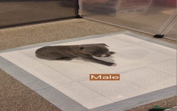Mixed Breed dogs for sale: Staffy x Whippet puppies - Image 7