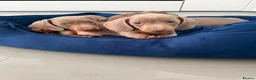 Miniature Dachshund dogs for sale: Miniature Dachshund Puppies in Bradford - Advert 13