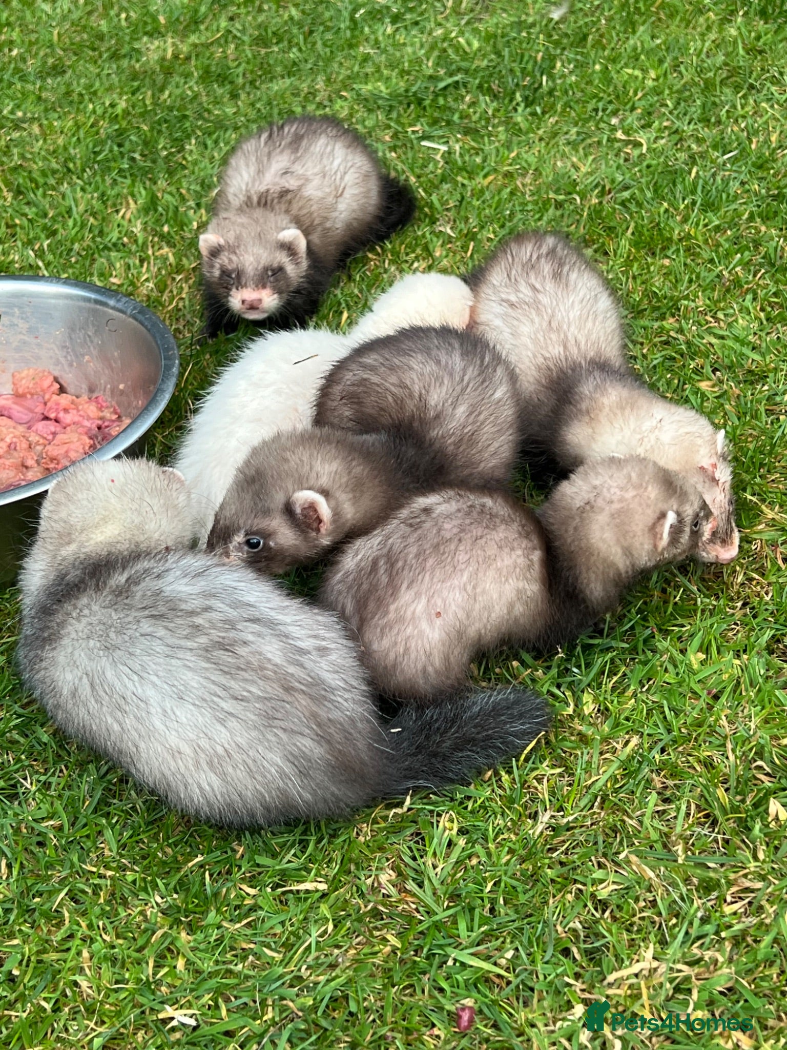 Ferret rodents Team of Young Ferrets Available – Working stock  - Advert 1