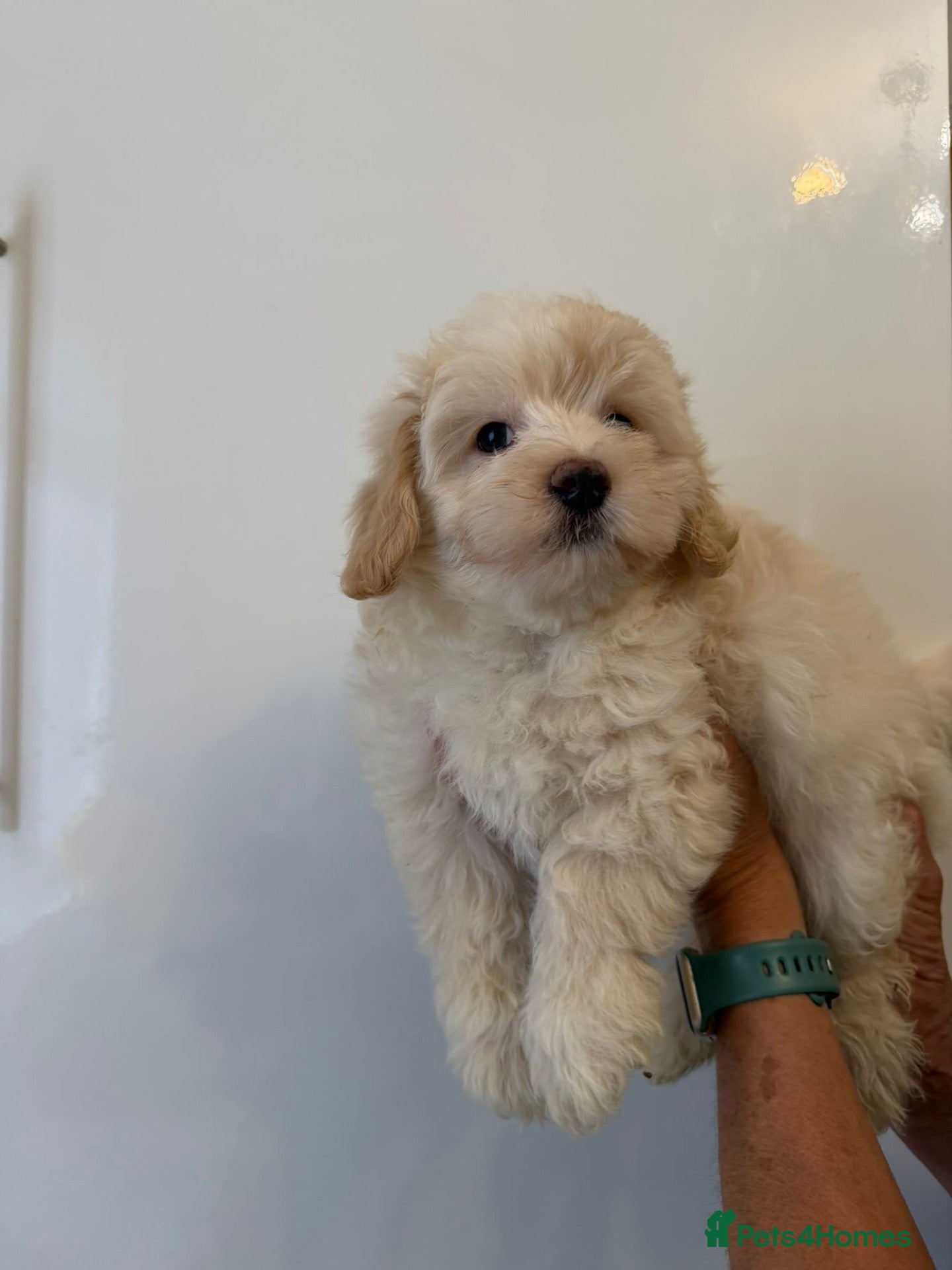Maltipoo dogs 🤩 1 stunning f1 male Maltipoo 🤩 - Advert 13