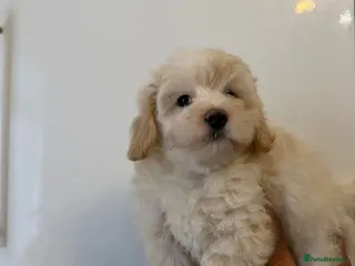 Maltipoo dogs 🤩 1 stunning f1 male Maltipoo 🤩 - Advert 13