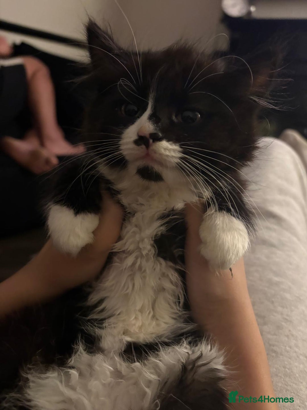 Mixed Breed cats for sale: 4 kittens, 3 girls & 1 boy - Advert 11