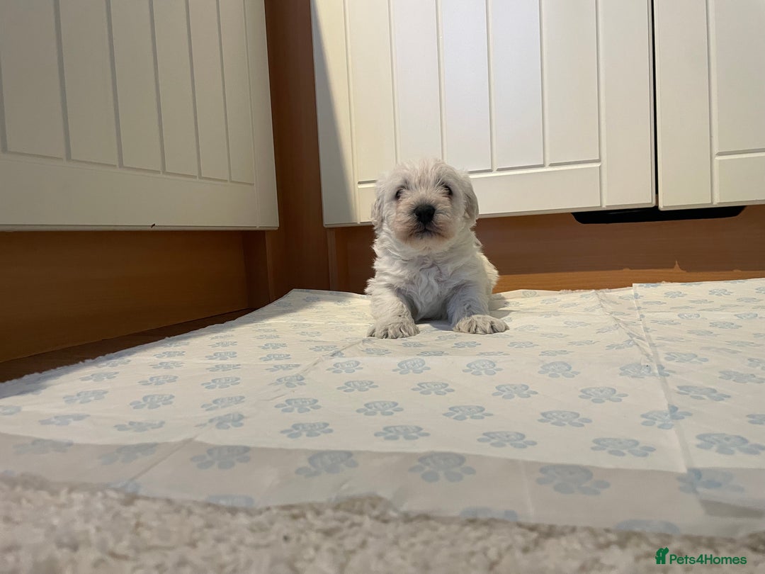 Mixed Breed dogs for sale: westypoos  - Advert 7