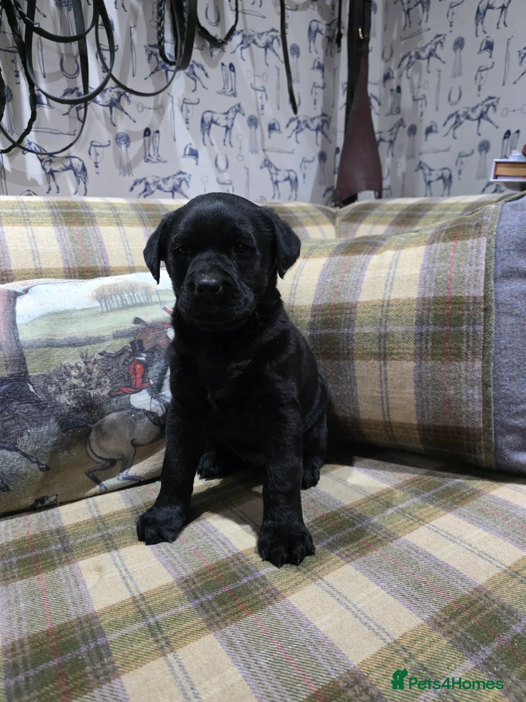 Labrador Retriever dogs for sale: Labrador puppies  - Advert 6