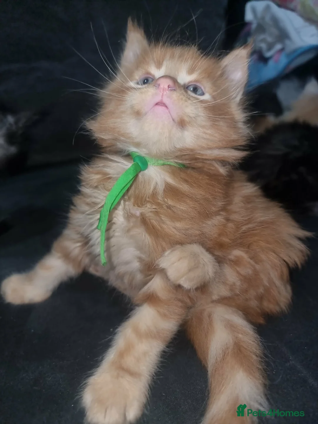Maine Coon cats for sale: Stunning mainecoon kittens available  - Advert 8