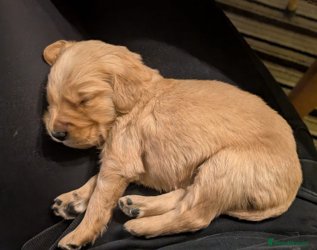 Golden Retriever dogs for sale: Working Golden Retriever Puppies  - Advert 10