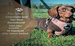Dachshund dogs for stud: Mini short haired dachshund  in Lancaster - Image 1